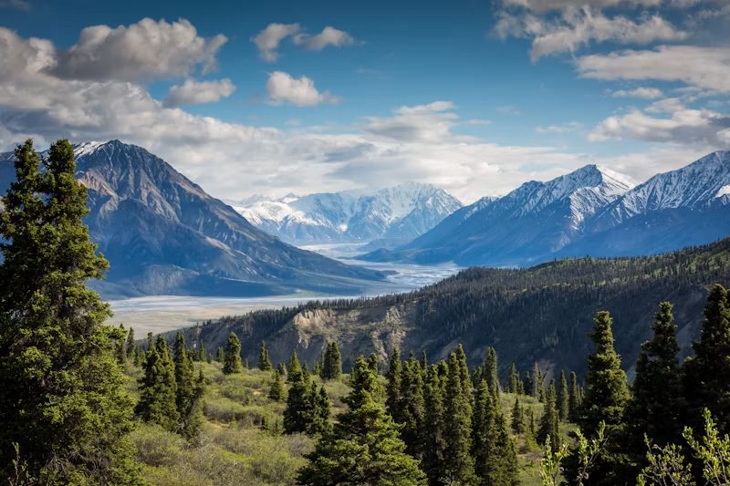 Serene evergreen mountain slopes enveloped in fog